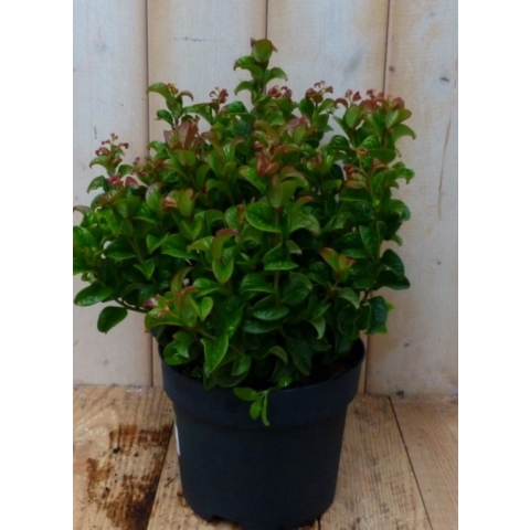 2 stuks! Leucothoe Krullend Blad 30 cm - Warentuin natuurlijk