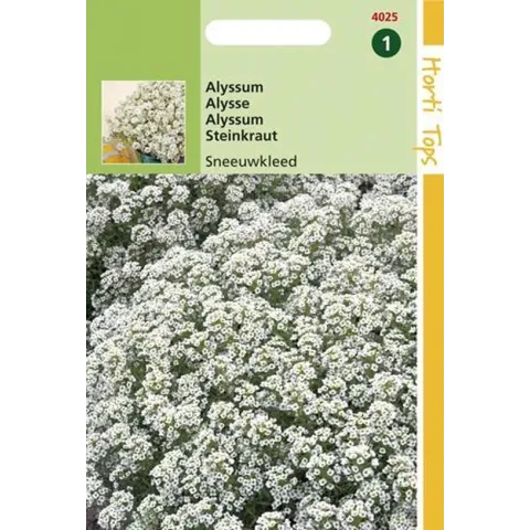 Alyssum Bloemzaad - Sneeuwkleed
