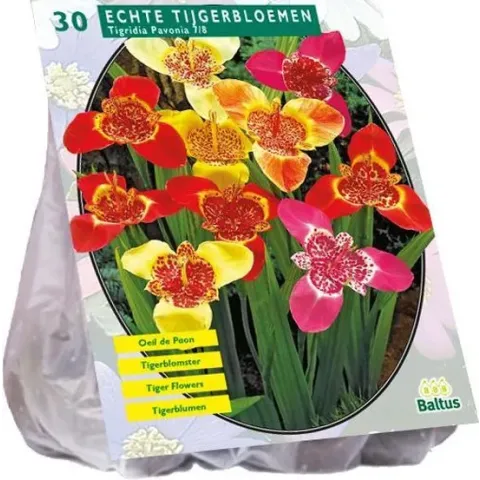 Baltus bloembollen - Tigridia Pavonia Mix - 2x30 stuks