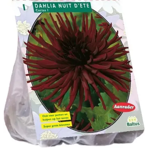 Baltus Dahlia Cactus Nuit d 'Ete - 1 stuks