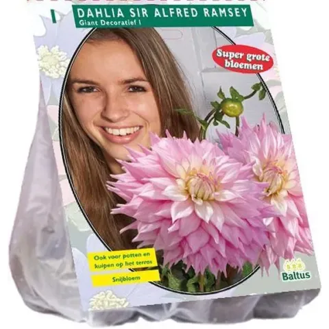 Baltus Dahlia Giant Dec. Sir Alfred Ramsey - 3x1 stuks