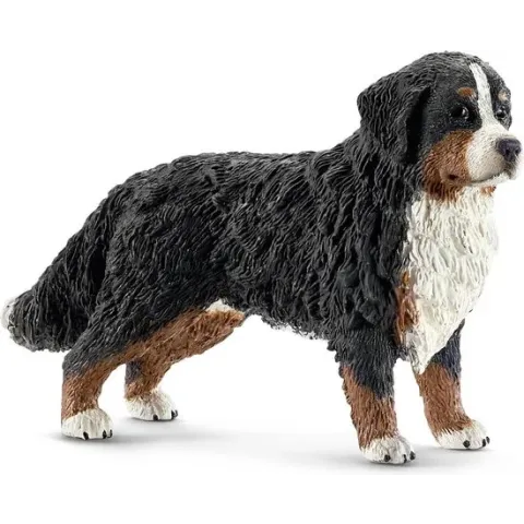 Berner Sennenhond Vrouwtje