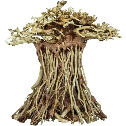 BONSAI MUSHROOM MEDIUMSuperFish