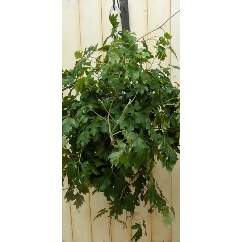 Cissus rhombifolia
