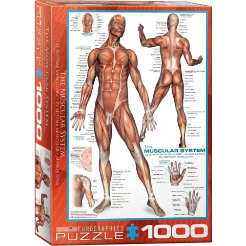 Eurographics puzzel The Muscular System - 1000 stukjes