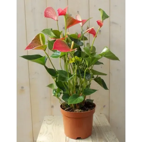 Flamingoplant Anthurium roze 60 cm