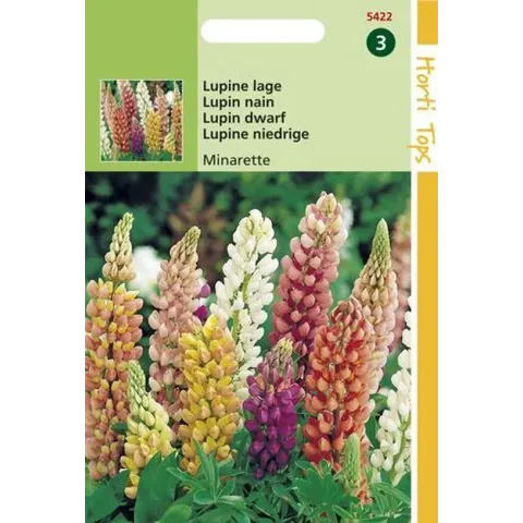 Lupine Bloemzaad - Russell's Minarette - Gemengd