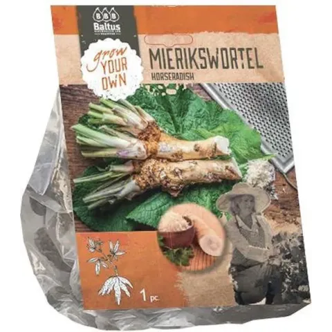 Mierikswortel – Armoracia rusticana - 1 plant