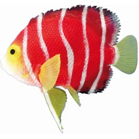Nobby Angelfish - Oranje - Glow In The Dark - 11 x 9,5 cm