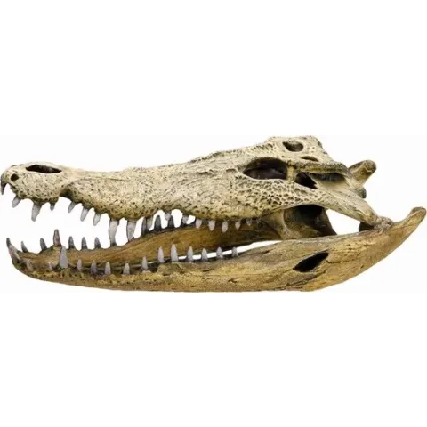 Nobby Aqua Deco Krokodil Schedel - Aquariumdecoratie - L - 47,5 x 20,5 x 16 cm