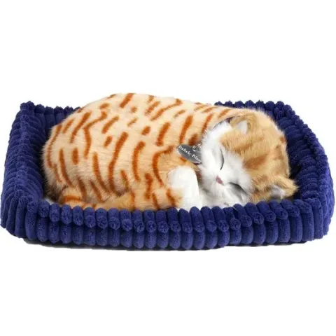 Perfect petzzz Soft orange tabby