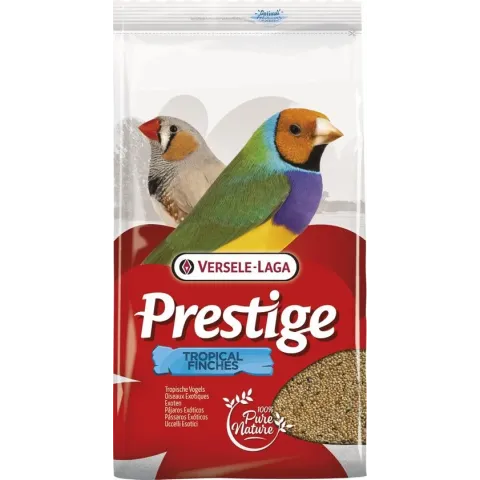 Prestige Tropische Vogel