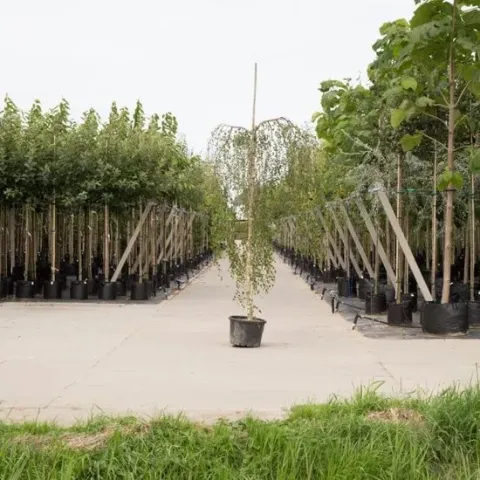 Prieelberk - ‘Betula pendula ‘Youngii' 200 stamhoogte ( 6 - 10 cm stamomtrek)