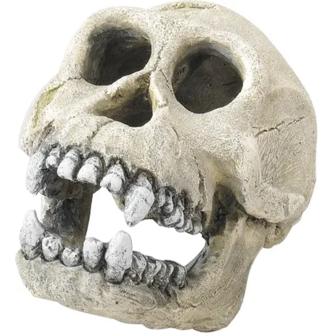 Schedel Chimpansee