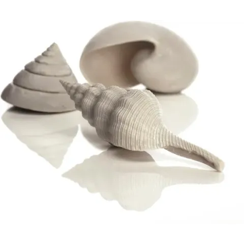 Seashells Aquarium schelpen - Wit - 3 stuks