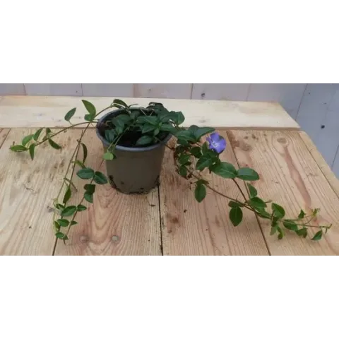 Vinca Minor Maagdenpalm blauwWarentuin Natuurlijk