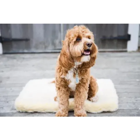 Wasbare fleece hondenmat